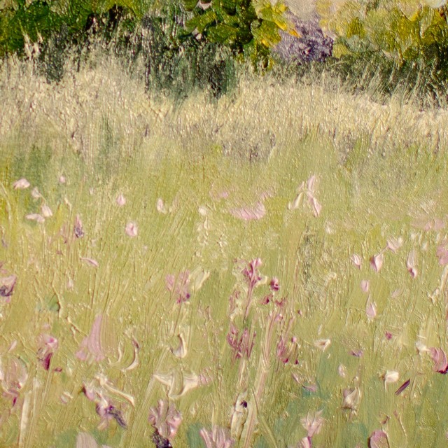 Blooming irises.