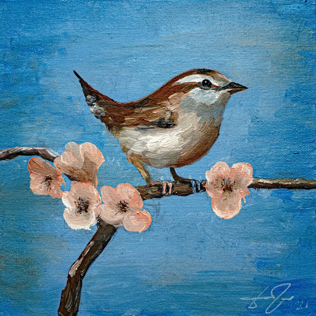 Winter Wren