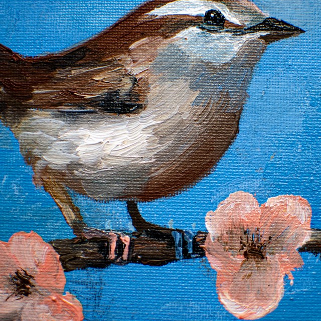 Winter Wren