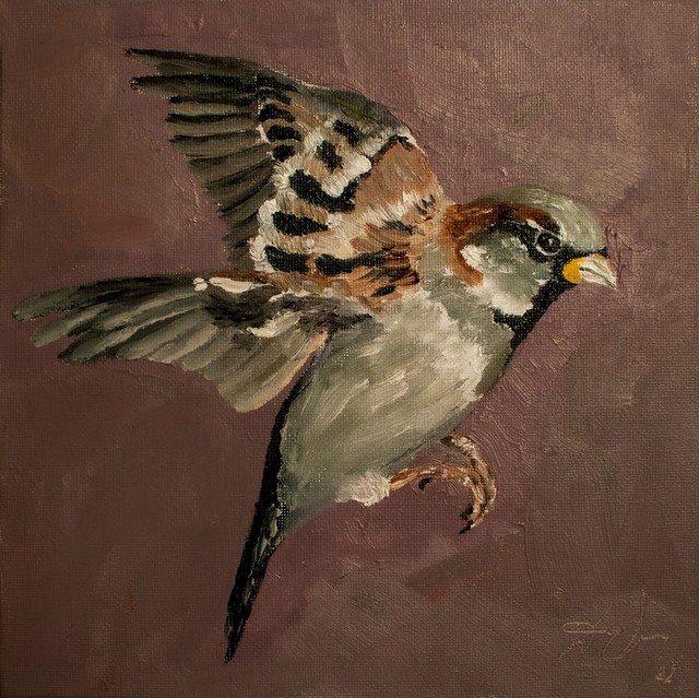 Brave Sparrow