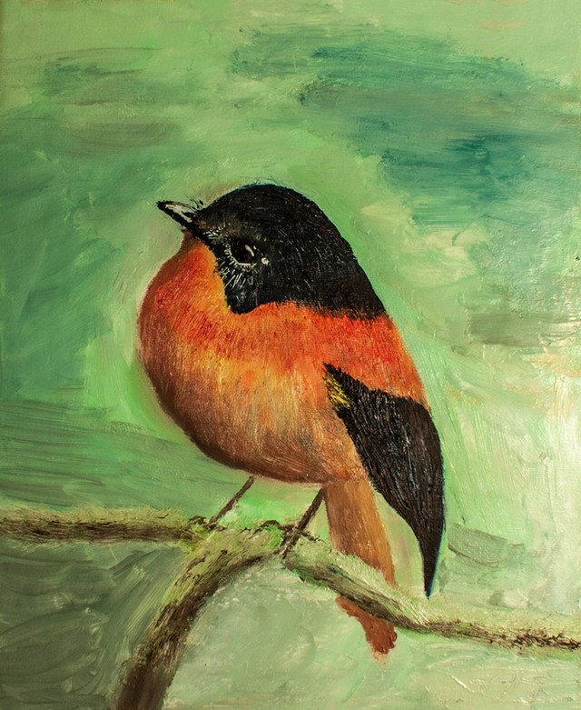 Black-and-orange flycatcher