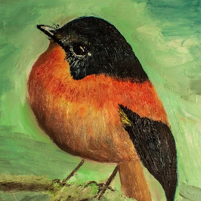 Black-and-orange flycatcher